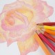 Camline Colour Pencil Set (Assorted)