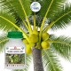 Erwon Coconut Growth Tonic Organic Fertilzer For More Bigger and Fruits 100 ml