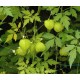 HERBAL PLANT SEEDS - KHANPHATA/MUDAKATHAN KEERAI/BALLOON VINE/CARDIOSPERMUM HALICACABUM PLANT SEEDS - PACK OF 15 SEEDS