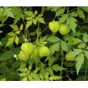 HERBAL PLANT SEEDS - KHANPHATA/MUDAKATHAN KEERAI/BALLOON VINE/CARDIOSPERMUM HALICACABUM PLANT SEEDS - PACK OF 15 SEEDS