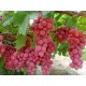 Creative Farmer Bonsai Suitable Fruit Seeds Green Grape Seed