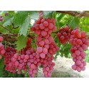 Creative Farmer Bonsai Suitable Fruit Seeds Green Grape Seed