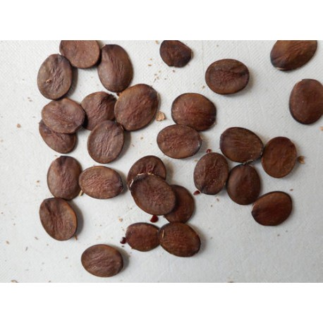 SEEDseller 20 Seeds of Bauhinia Variegata Flowering Tree Seeds (20 per packet)