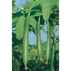 Home Garden Needs Sponge Gourd Chiknoi Tori Green-50 Seeds