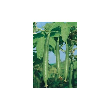 Home Garden Needs Sponge Gourd Chiknoi Tori Green-50 Seeds