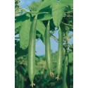 Home Garden Needs Sponge Gourd Chiknoi Tori Green-50 Seeds