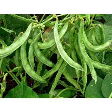 JSR Organics Dolichos Beans (Surti Papdi) Seed - (20 per packet)