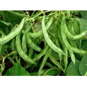 JSR Organics Dolichos Beans (Surti Papdi) Seed - (20 per packet)