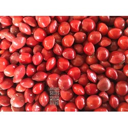 Coral Wood Tree Acacia Manchadi Red Lucky Seeds Circassian bean
