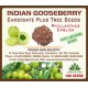 Pioneer Agro Industry Indian Gooseberry Amla, Usiri, Nelli Tree Seed - (100 Seeds)
