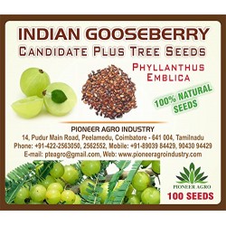 Pioneer Agro Industry Indian Gooseberry Amla, Usiri, Nelli Tree Seed - (100 Seeds)