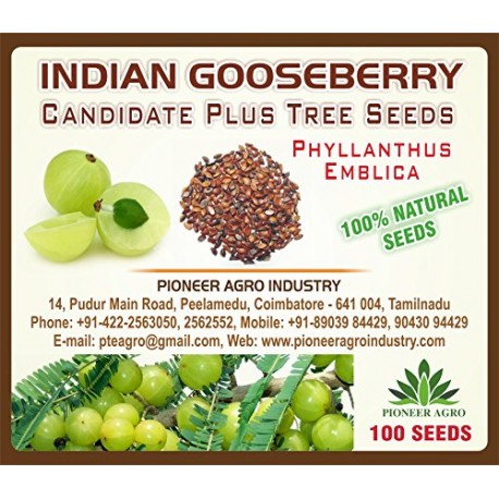 Pioneer Agro Industry Indian Gooseberry Amla, Usiri, Nelli Tree Seed - (100 Seeds)