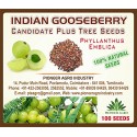 Pioneer Agro Industry Indian Gooseberry Amla, Usiri, Nelli Tree Seed - (100 Seeds)