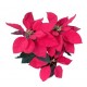 Red Poinsettia / Christmas Flower Seeds - 25 Seeds Pack