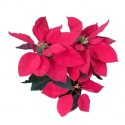 Red Poinsettia / Christmas Flower Seeds - 25 Seeds Pack
