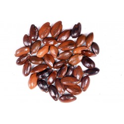 RK Seeds - Mimusops elengi seeds - (100 g)