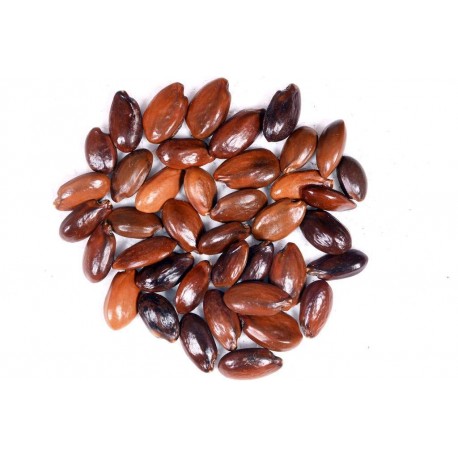 RK Seeds - Mimusops elengi seeds - (100 g)