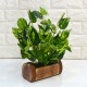 Fancy Mart Artificial Plants / Flowers with Wooden Pot - (Green, 1 Piece)