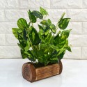Fancy Mart Artificial Plants / Flowers with Wooden Pot - (Green, 1 Piece)