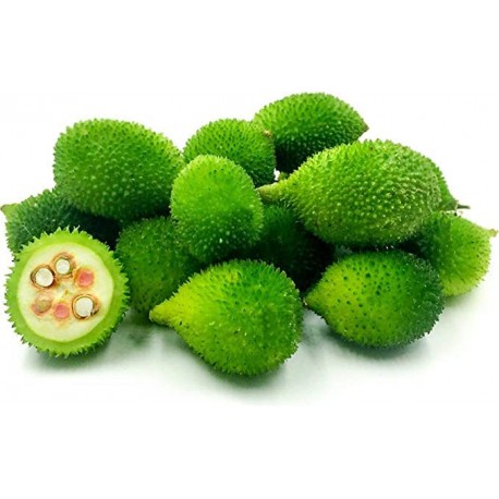 Gayathri Seeds Desi Spiny Gourd Kantola Kankoda - (Pack of 200 Seeds)
